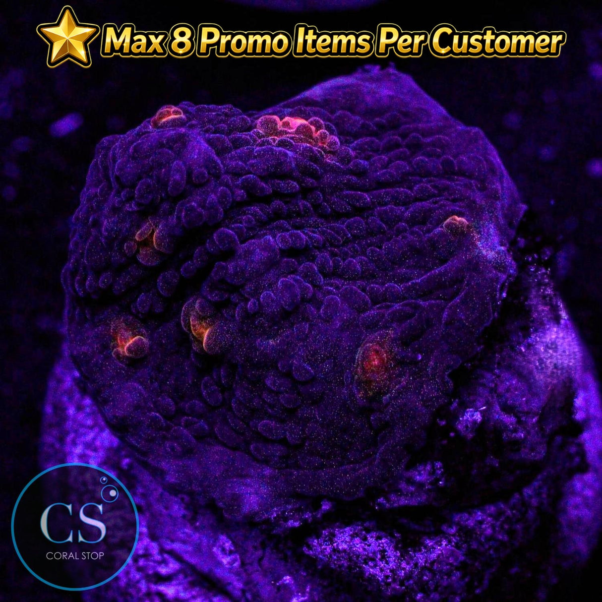 JF Hell's Eye Chalice