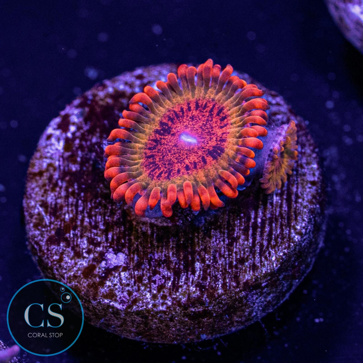 Speckled Krakatoa Zoa