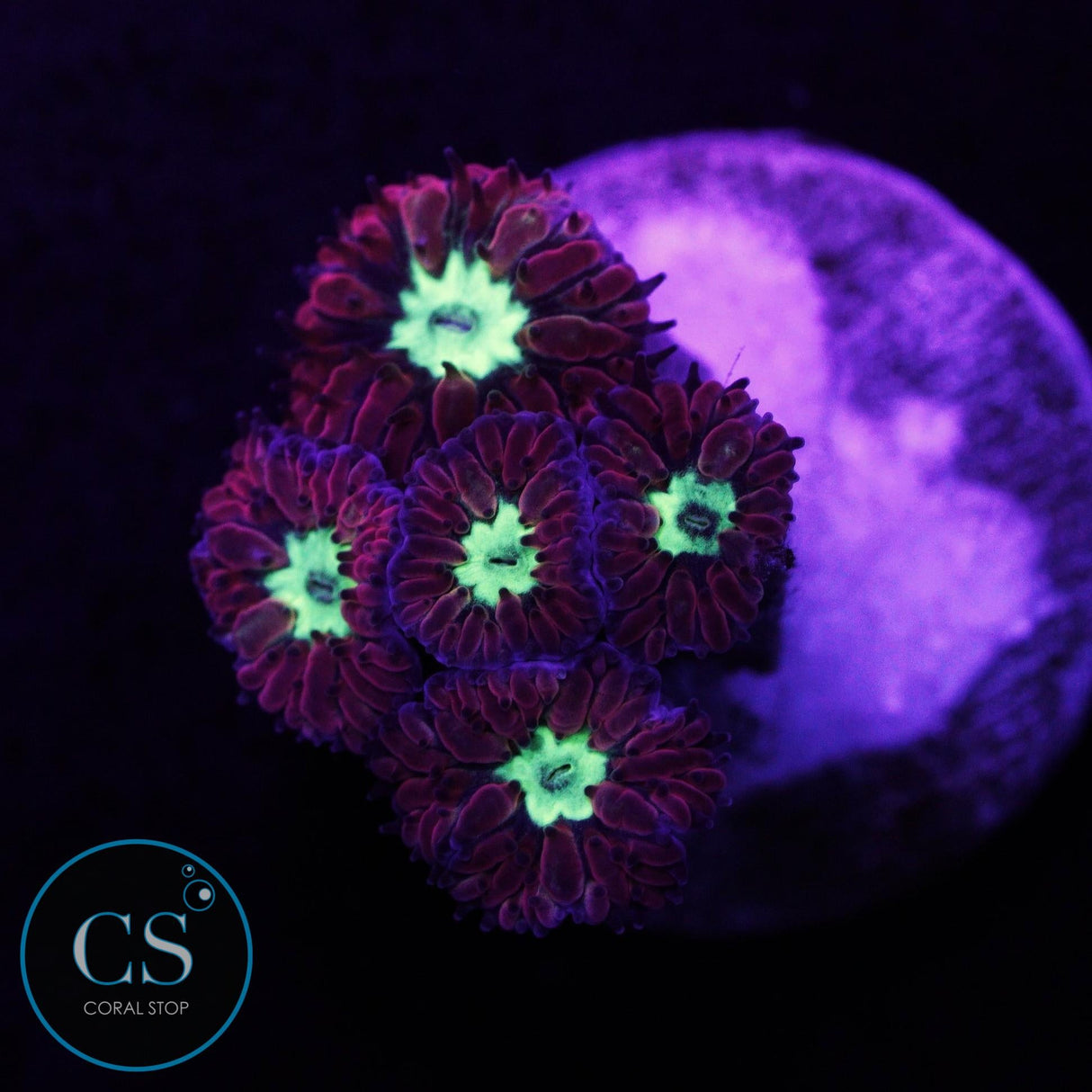 Bright Green Blastomussa Merletti