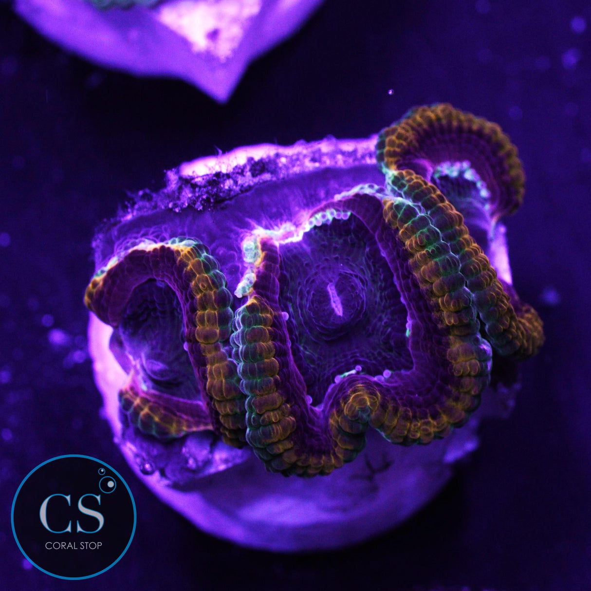 Peanut Butter & Jelly Acan