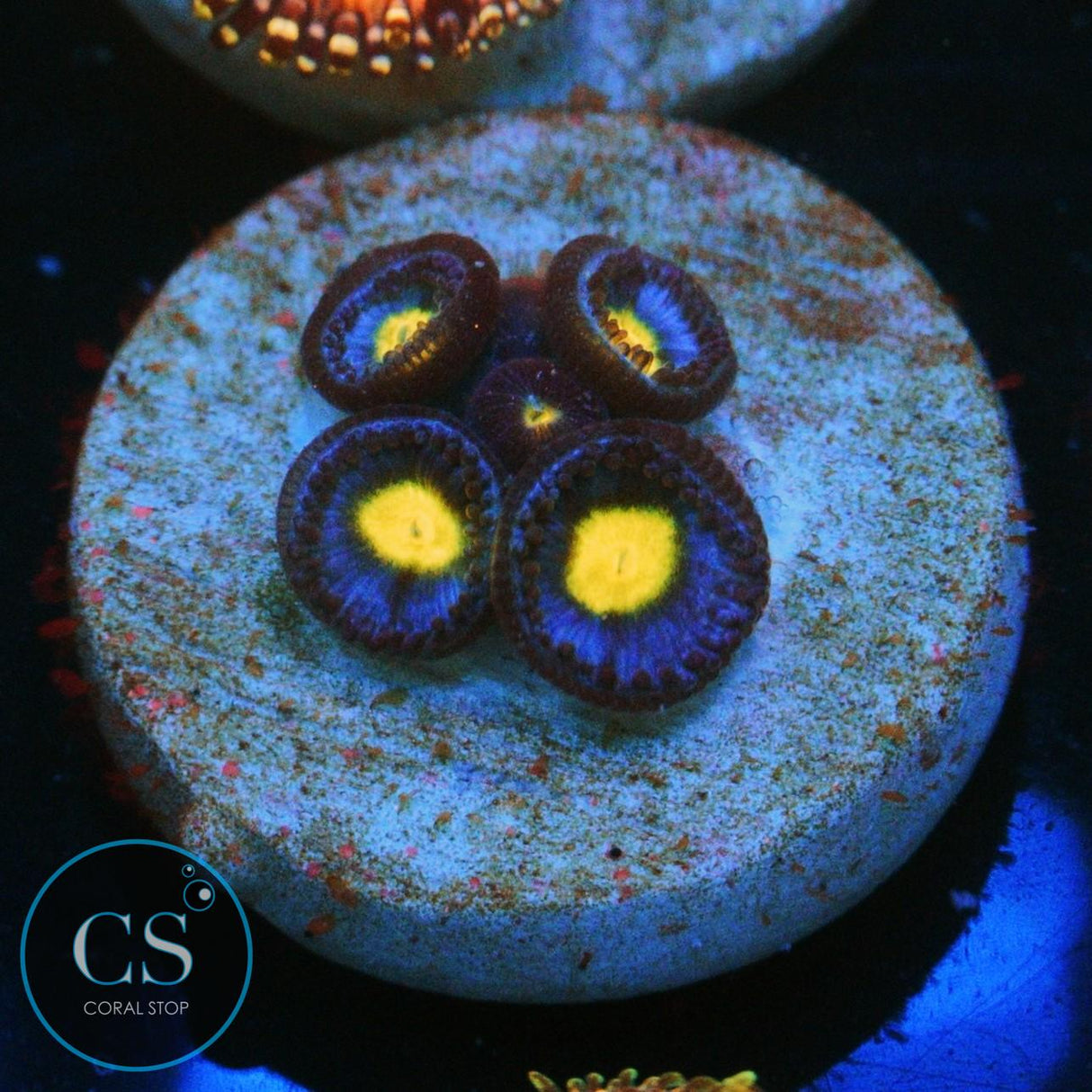 WWC AOI ZOA