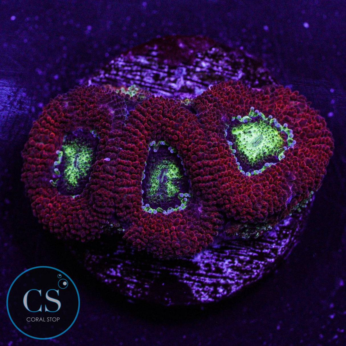 Gaslight Micromussa