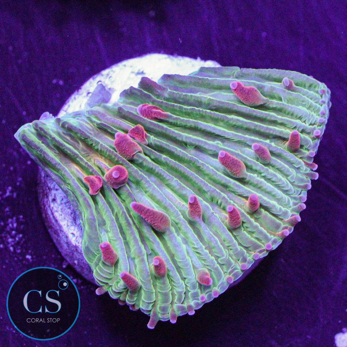 Flame Tip Diaseris Plate