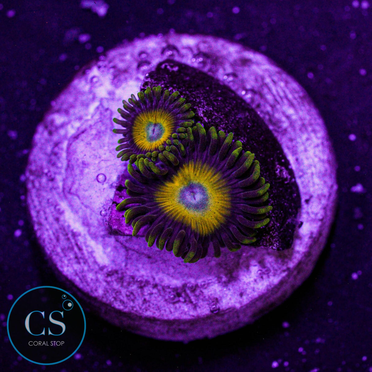 Scrambled Eggs Zoa