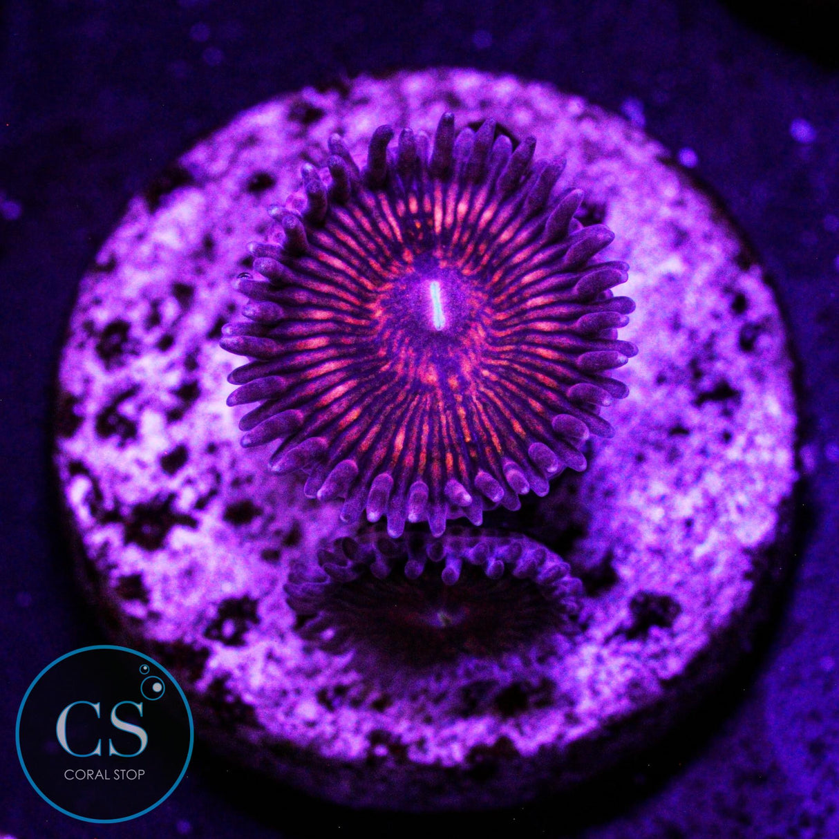CS Creepy Crawler Zoa