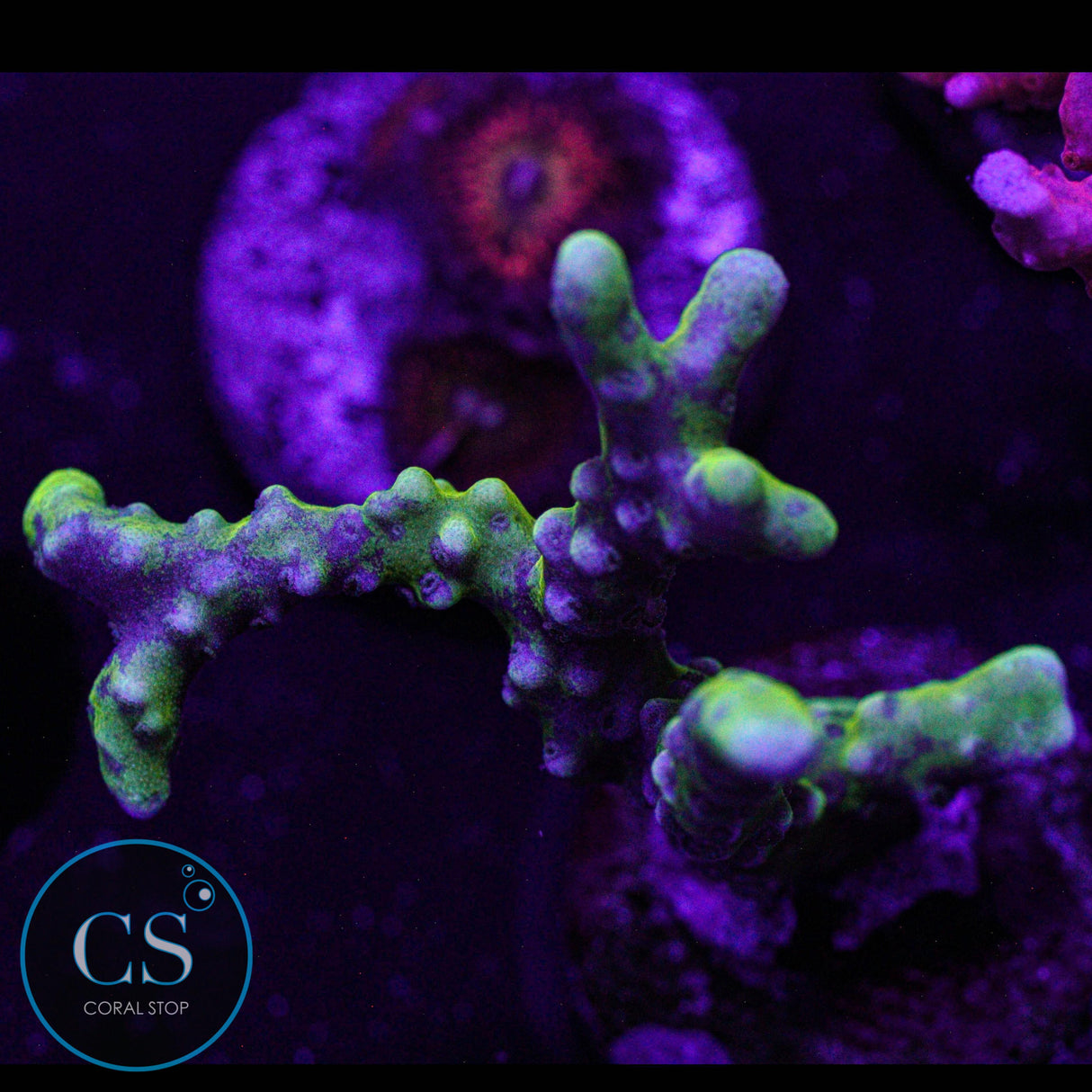 Goldenrod Anacropora