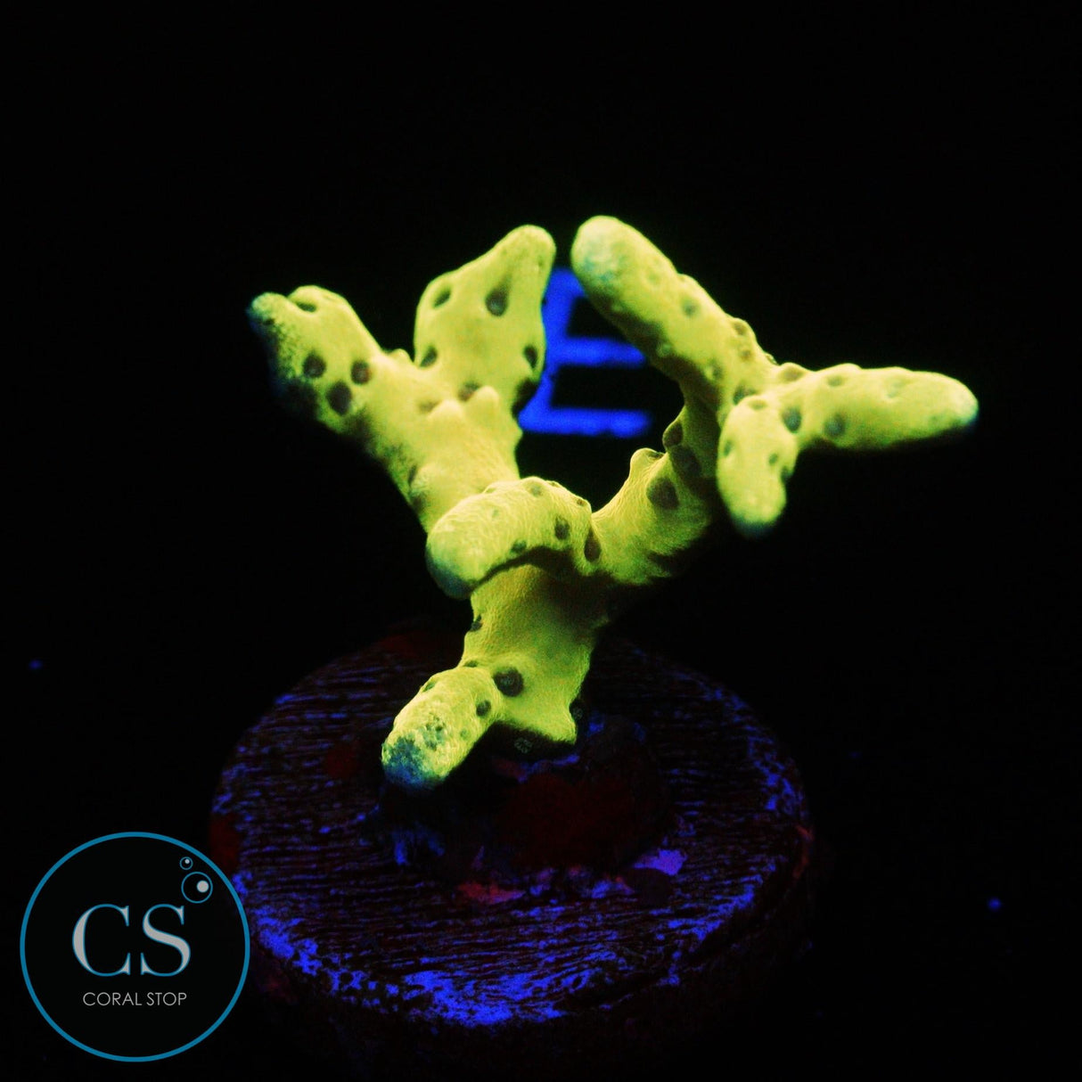 GOLDENROD ANACROPORA