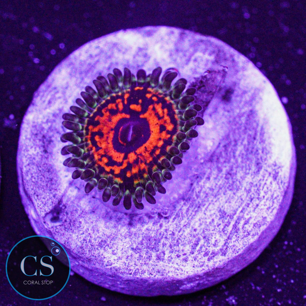 Ultimate Space Monster Zoa