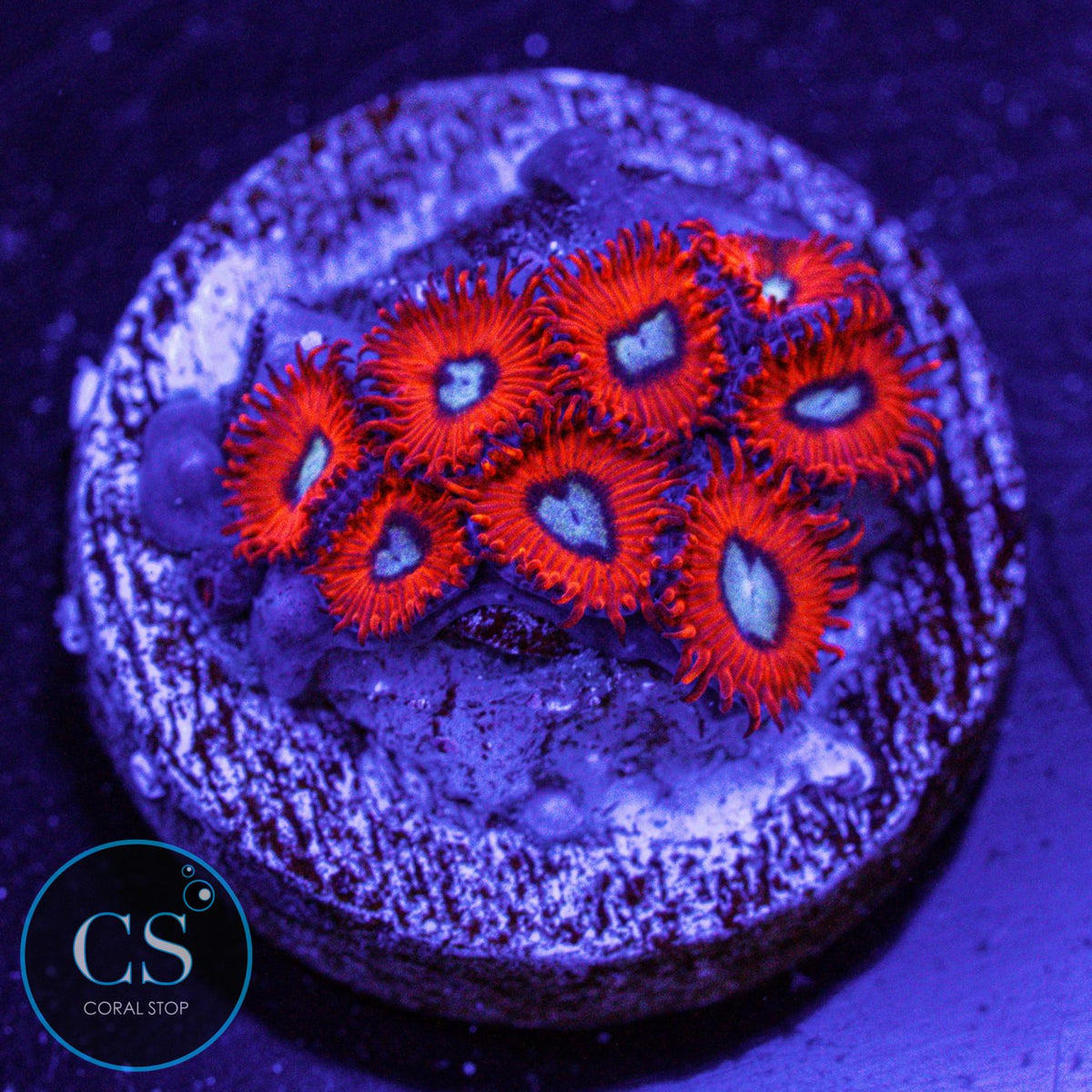 Charmander Zoa