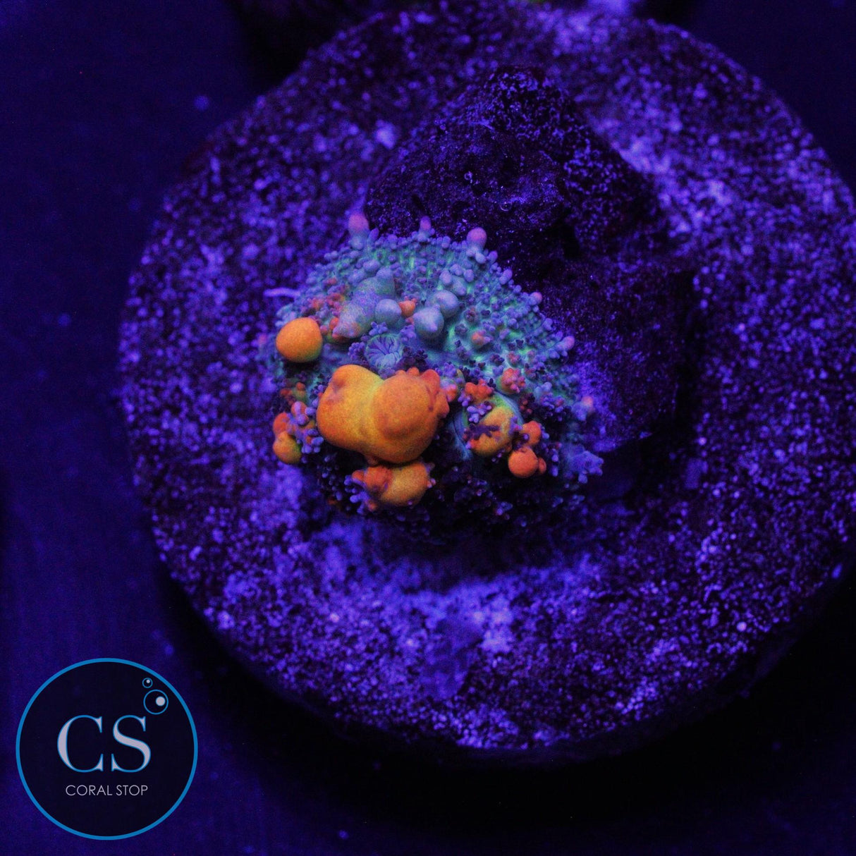 WWC OG BOUNCE MUSHROOM