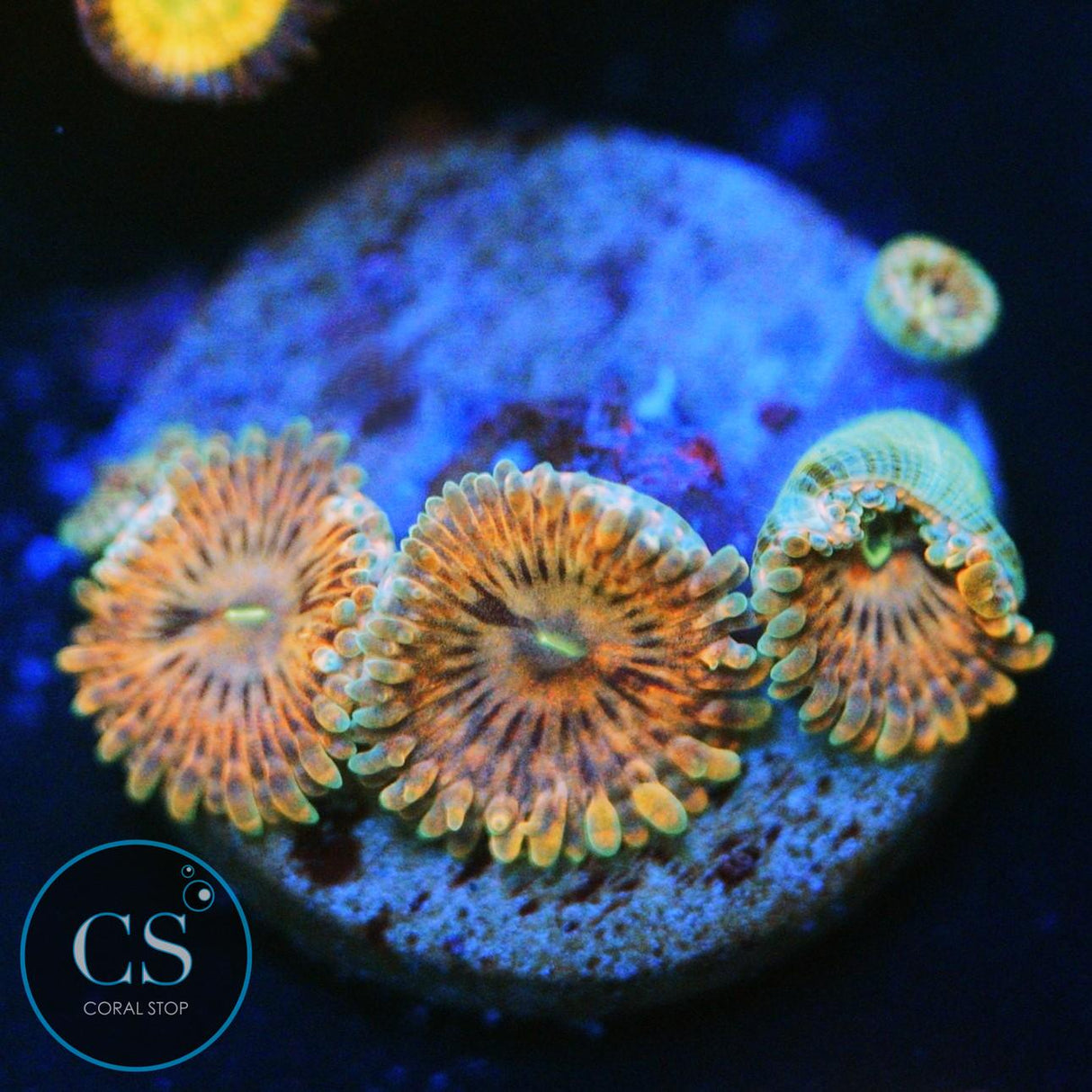 FAIRY FART ZOA