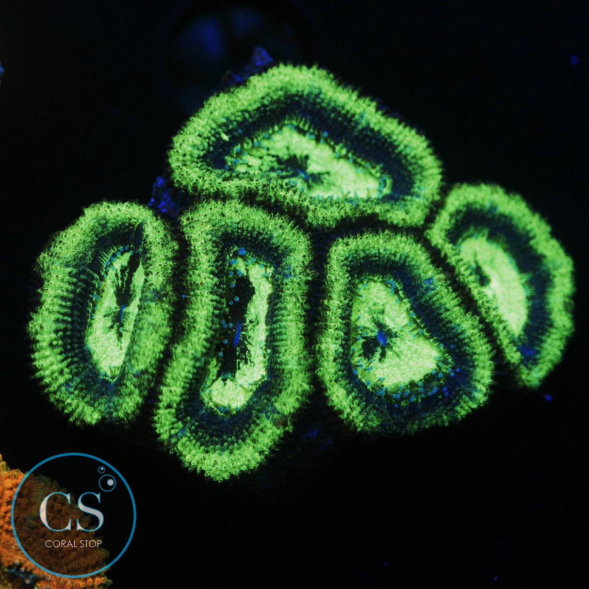 RADIOACTIVE ACAN CHUNK