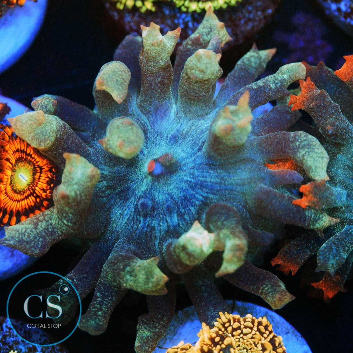 UNIQUE ST THOMAS MUSHROOM