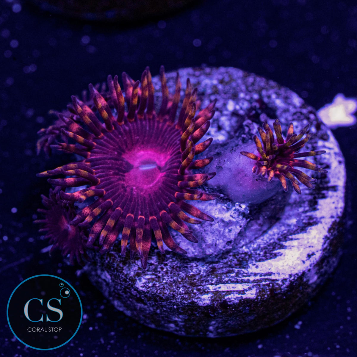 SBB Aphrodite Zoa
