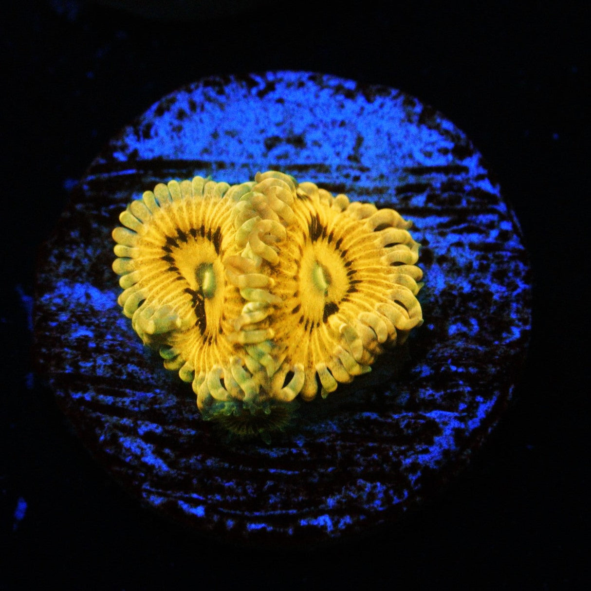 GOLDEN MAUL ZOA