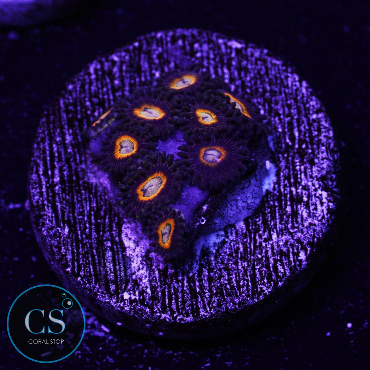 Jawbreaker Hornet Zoa