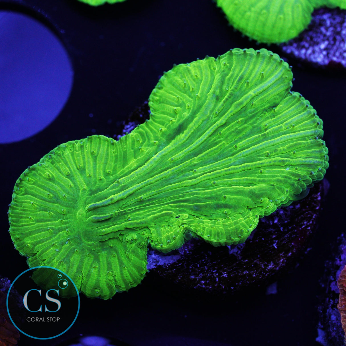 Kryptonite Diaseris Plate