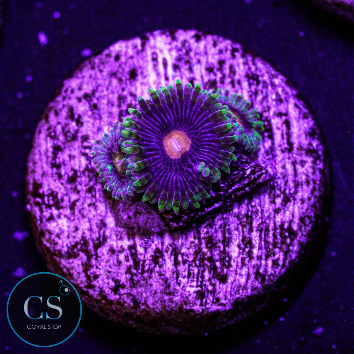 Widow Maker Zoa