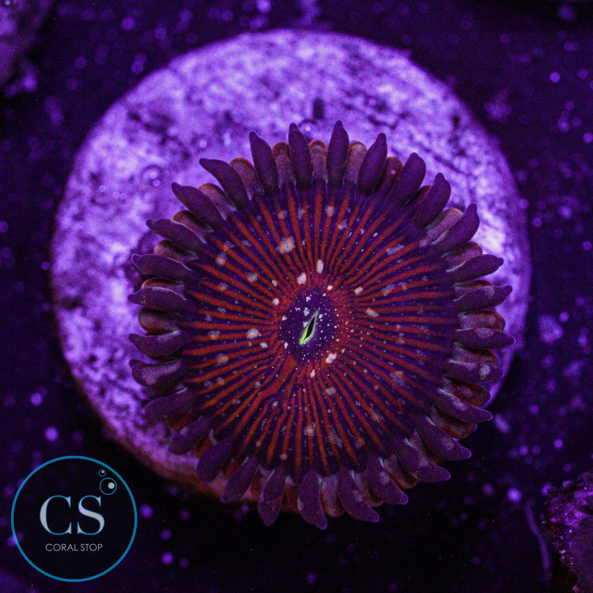 Salted Agave Zoa