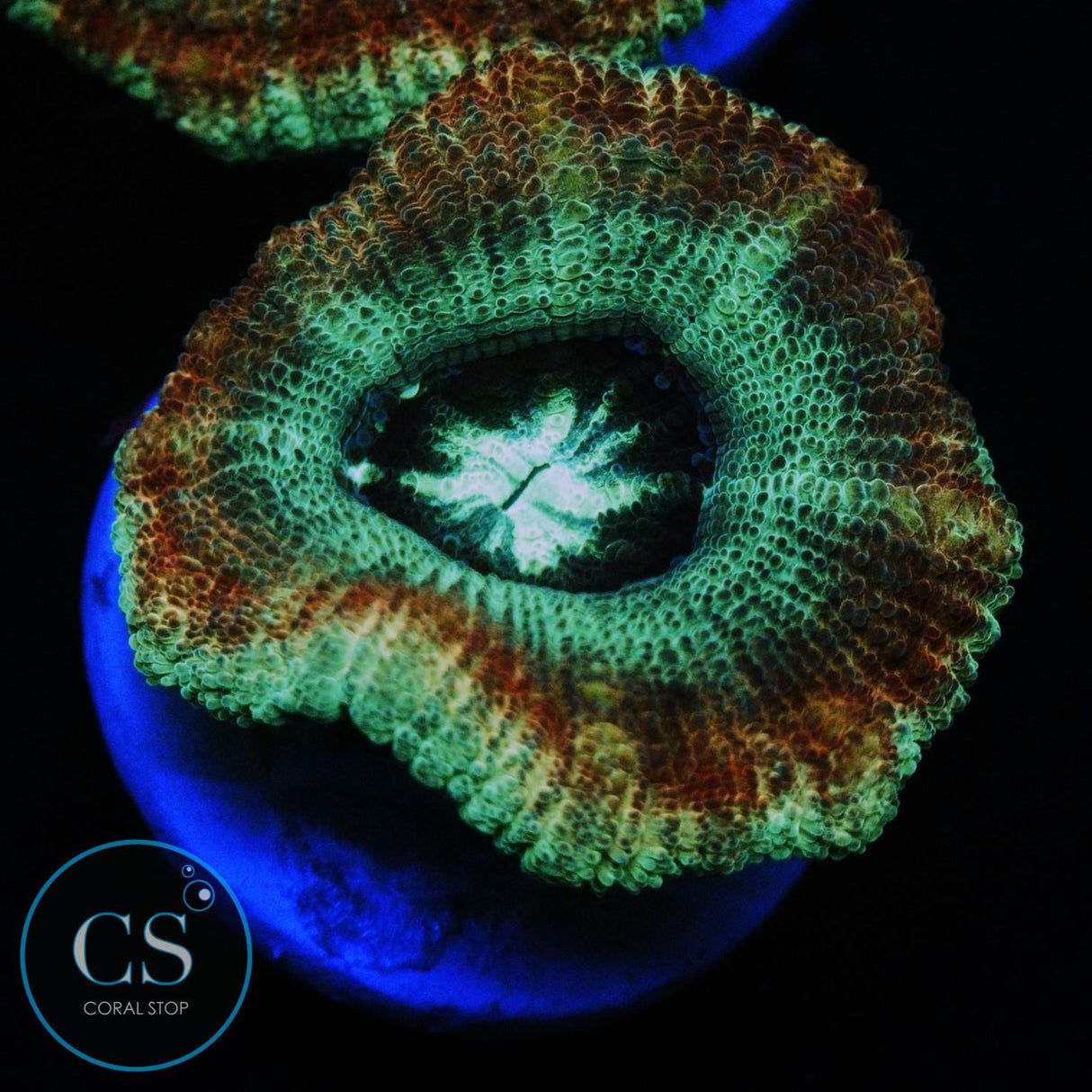 TEENAGE MUTANT NINJA TURTLES  ASIAN ACAN