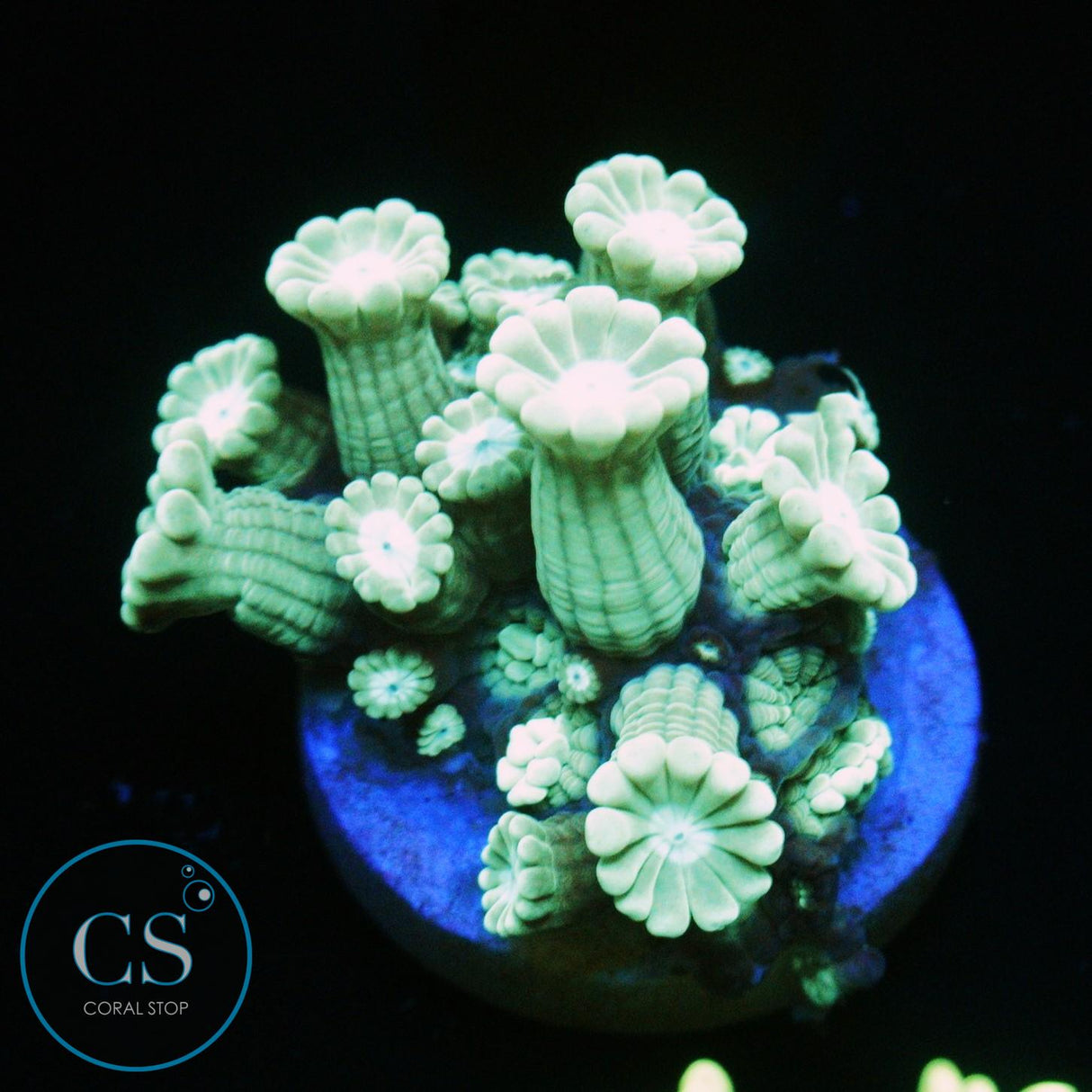 GREEN ALVEOPORA