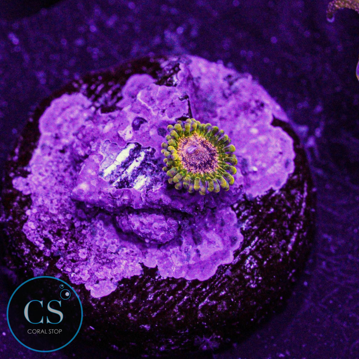 Shrunk Northern Lights Zoa