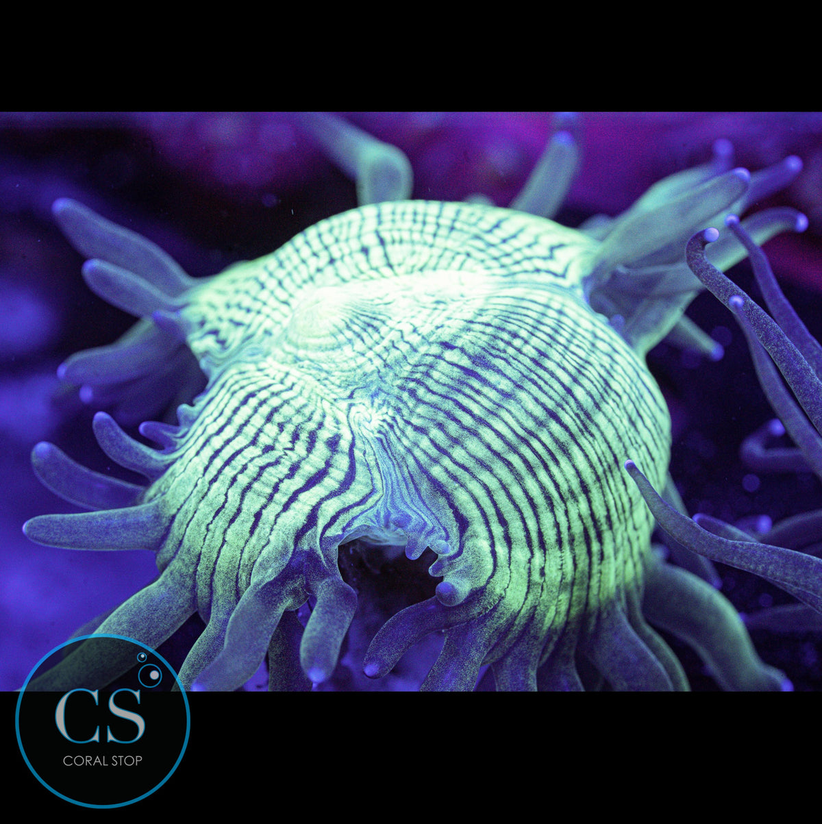 Blue Tip Elegance Coral