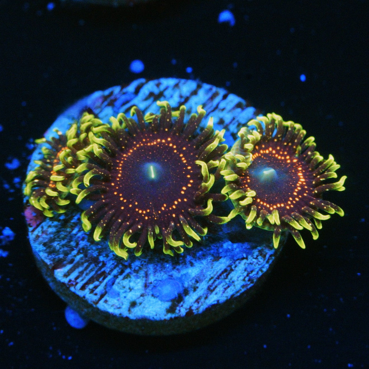 PSYCHOSIS ZOA