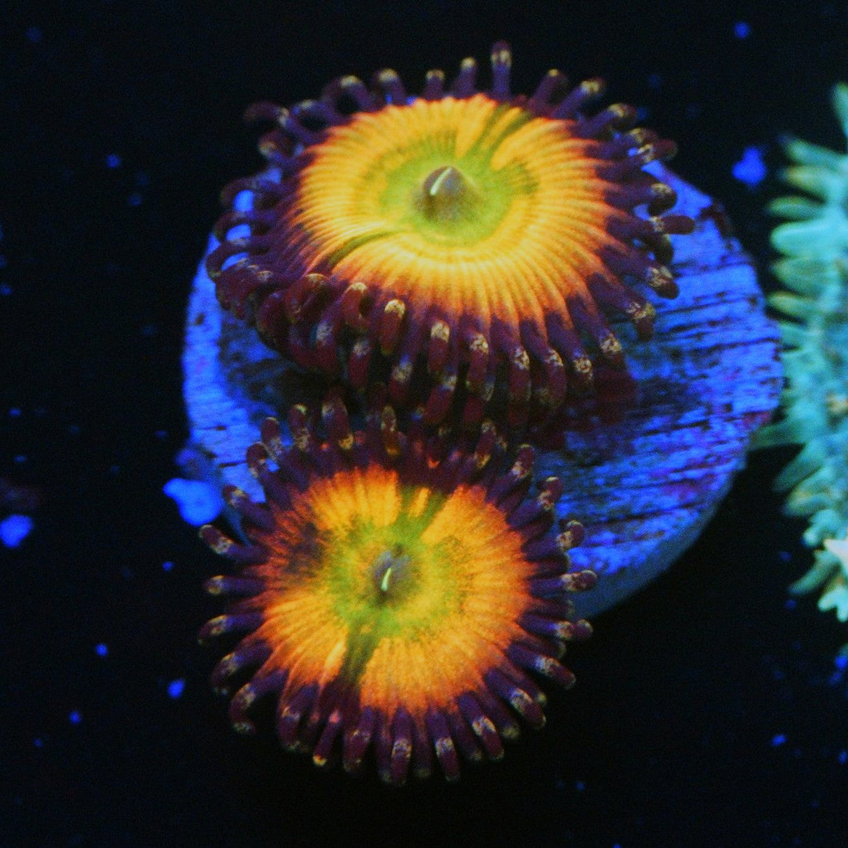 JF RAINBOW INFUSION ZOA