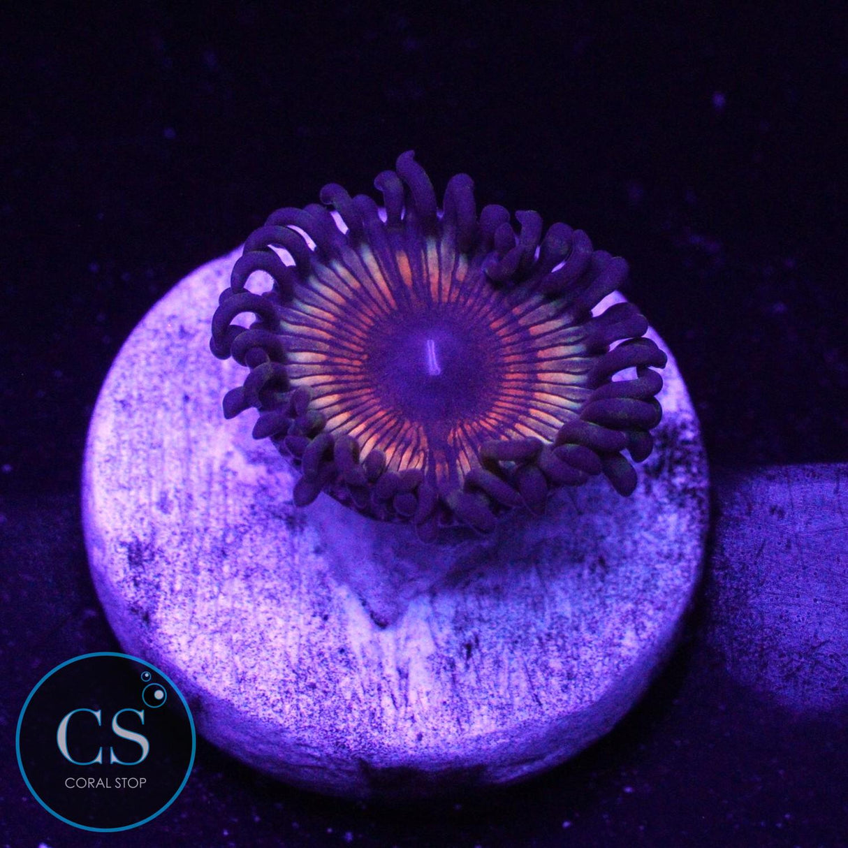 VAMPIRE SLAYER ZOA