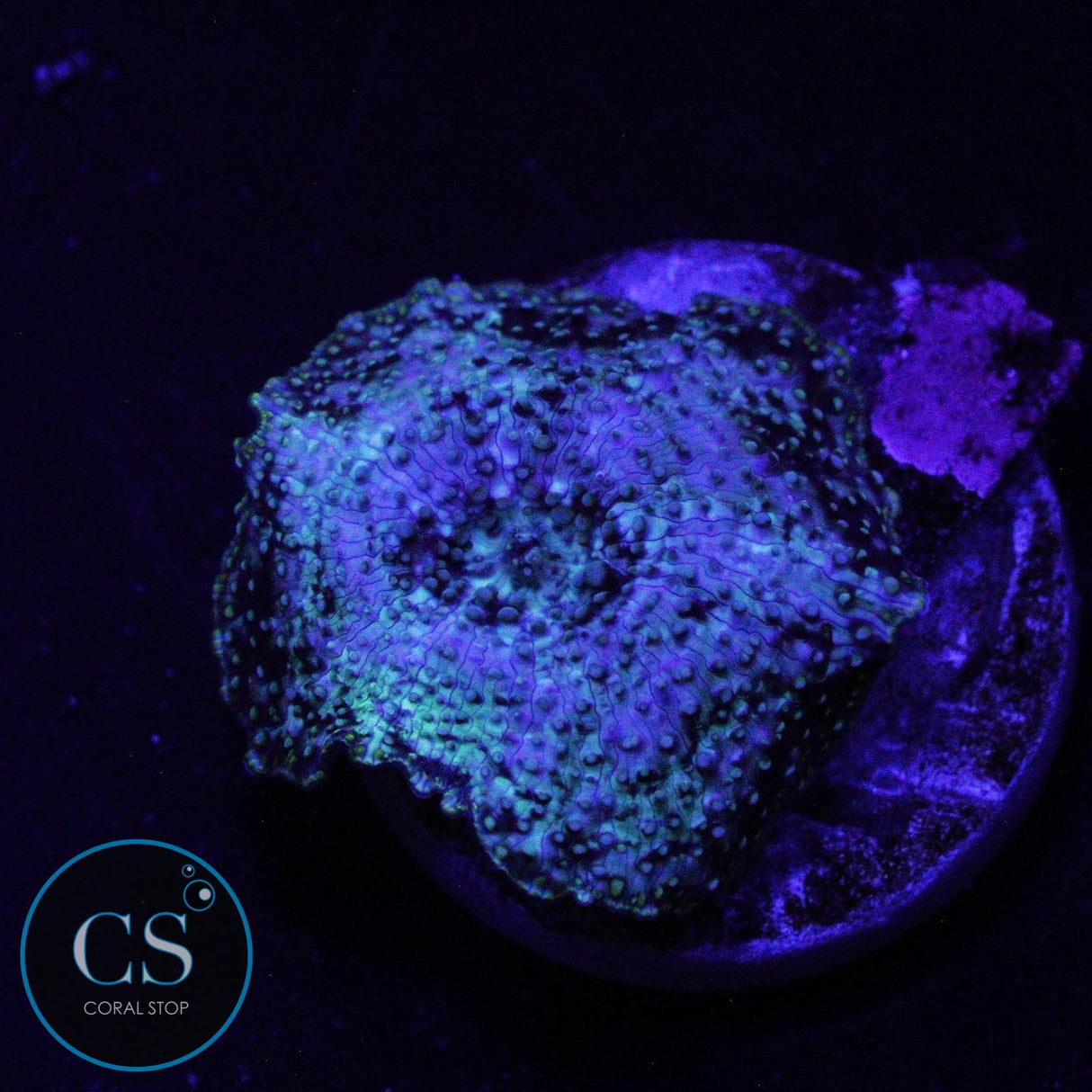 URANIUM GAS MUSHROOM