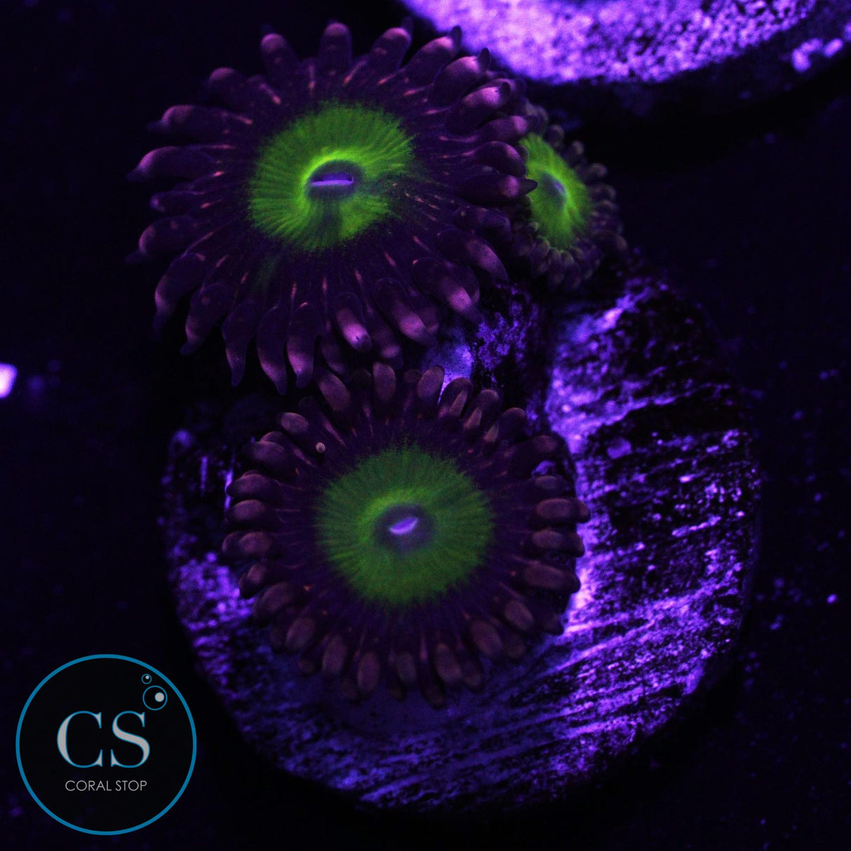 CB Omega Zoa
