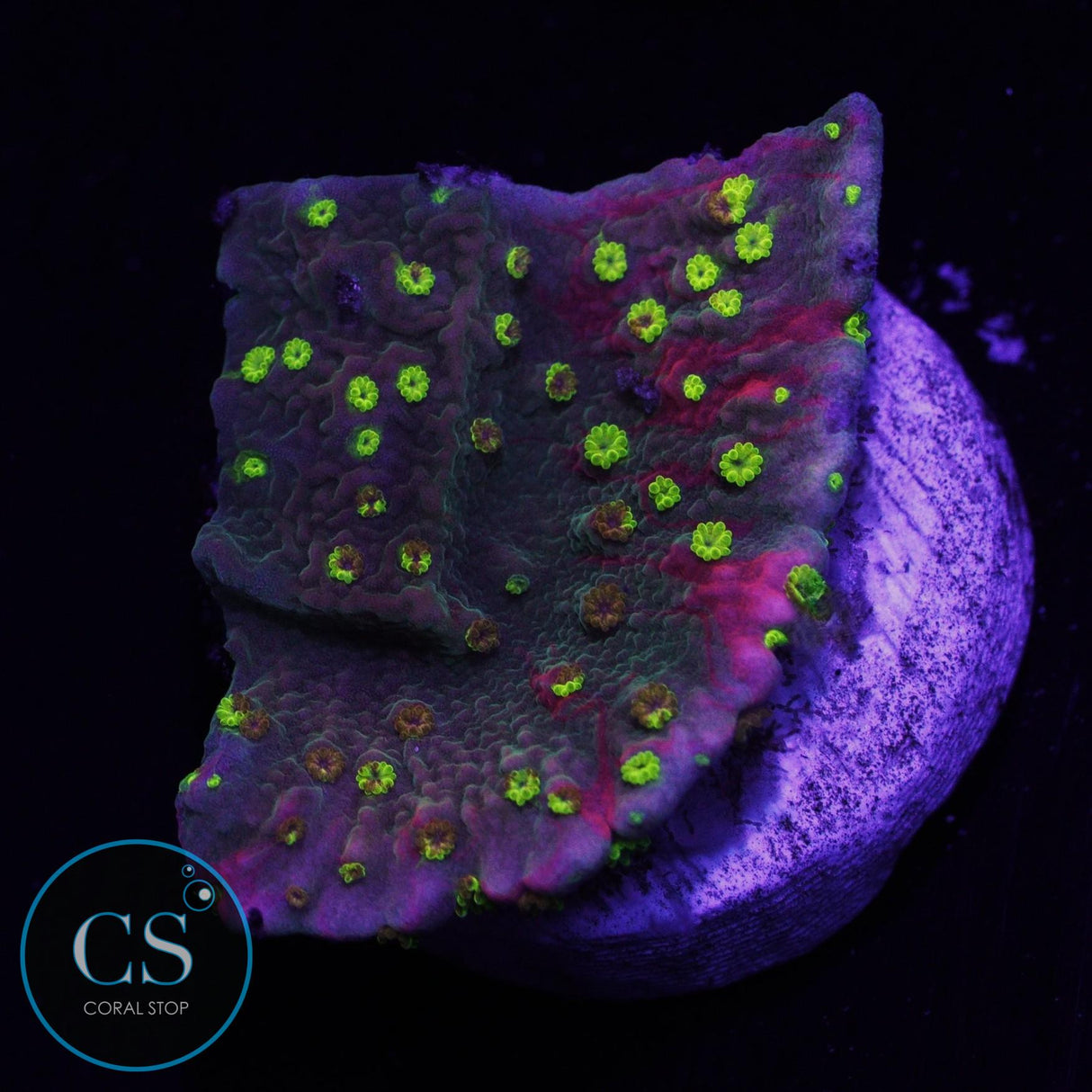 WWC Sunfire Grafted Montipora