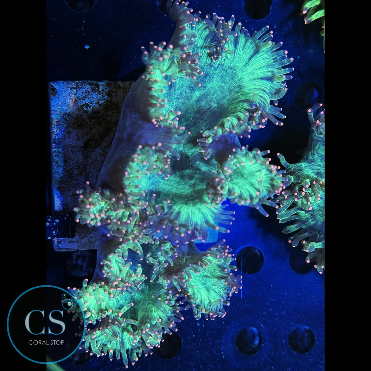 Pink Tip Elegance 5-6"