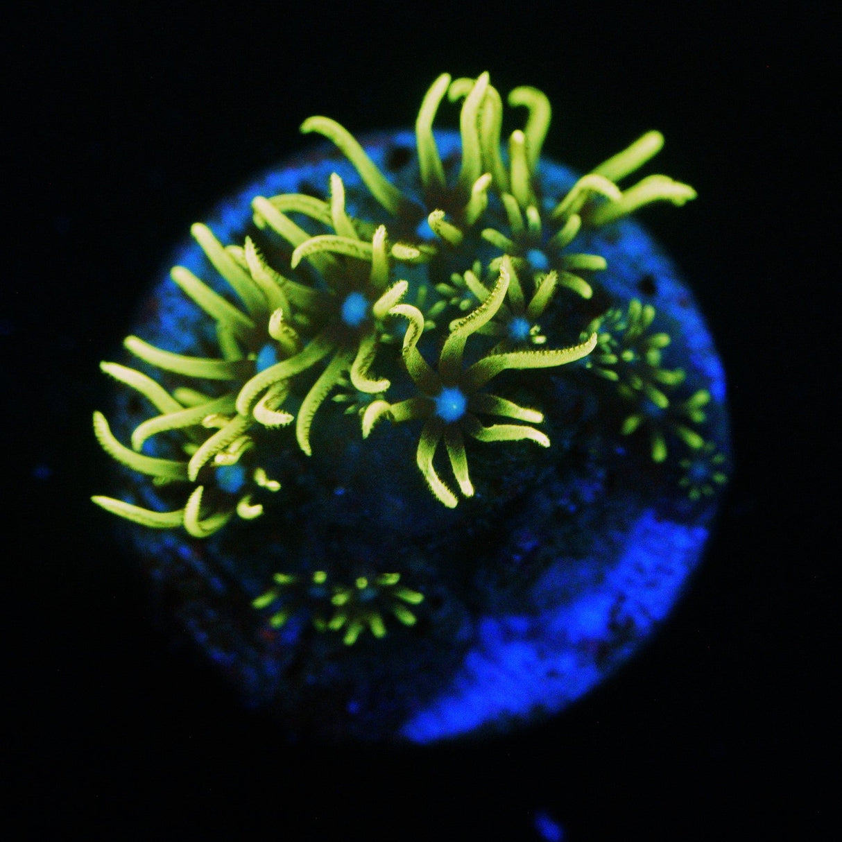 GREEN STAR POLYPS