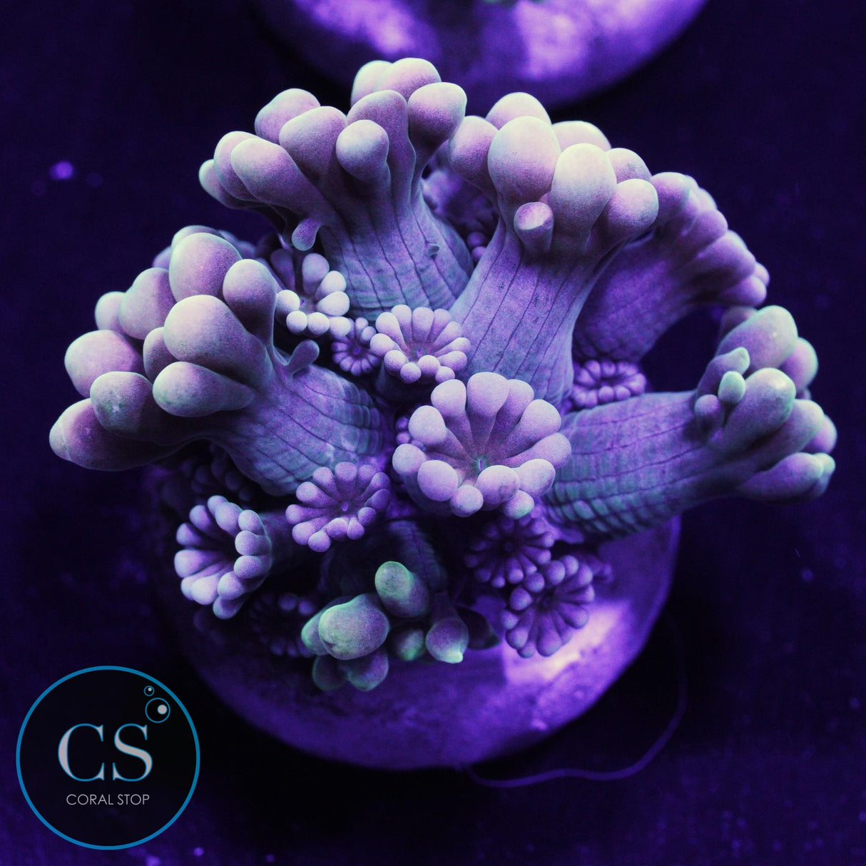 Hologram Alveopora