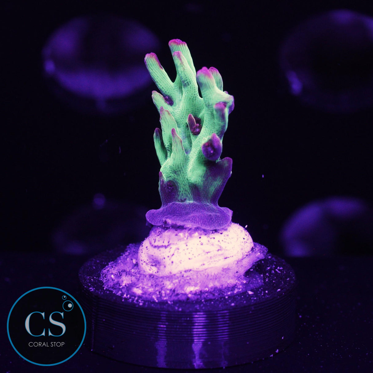 WWC Strip Tease Acro