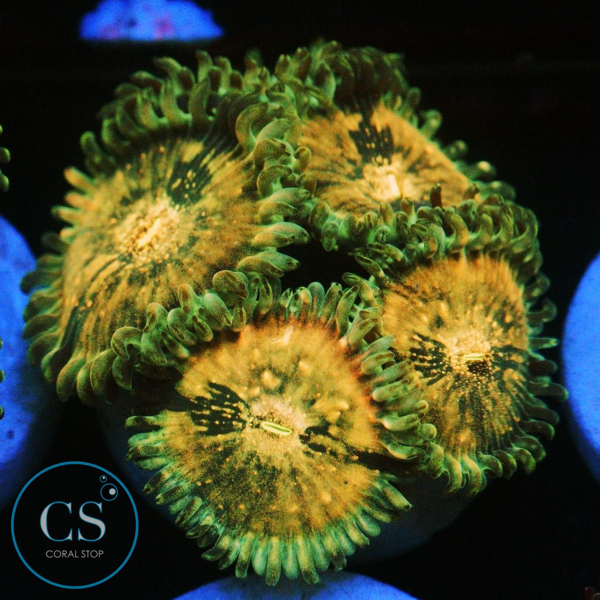 HAWAIIAN DING DANG ZOA