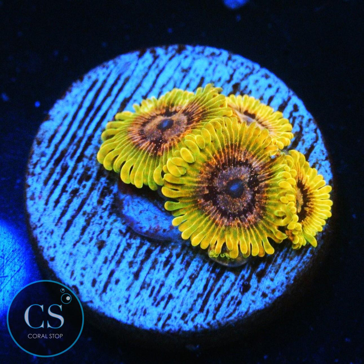 JF ACID REFLUX ZOA