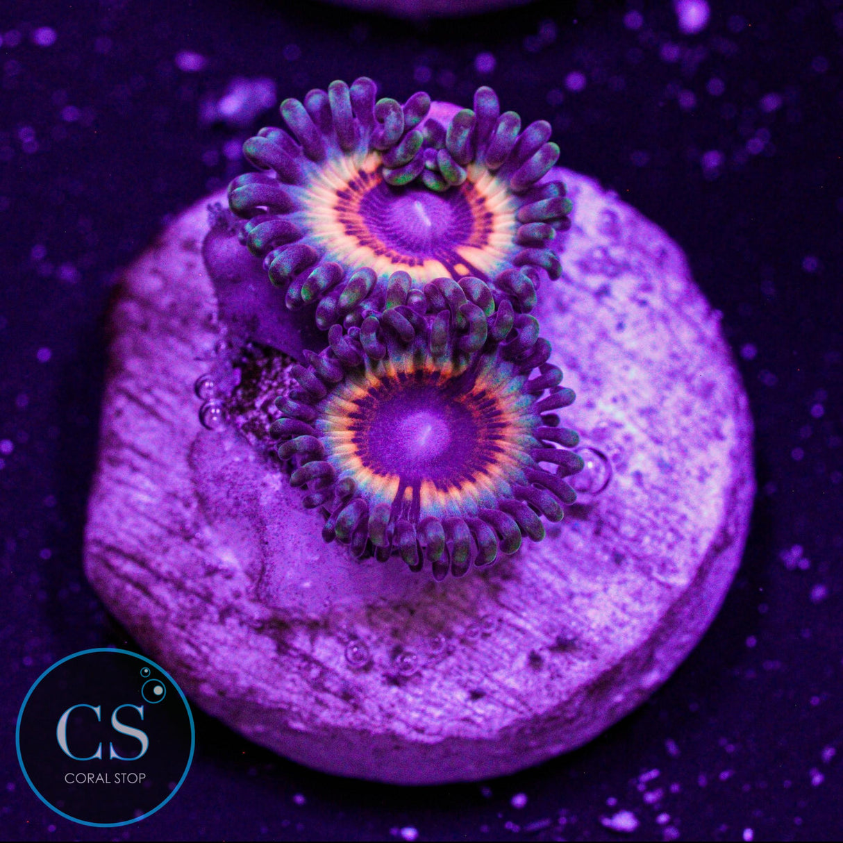 Sonic Flare Zoa