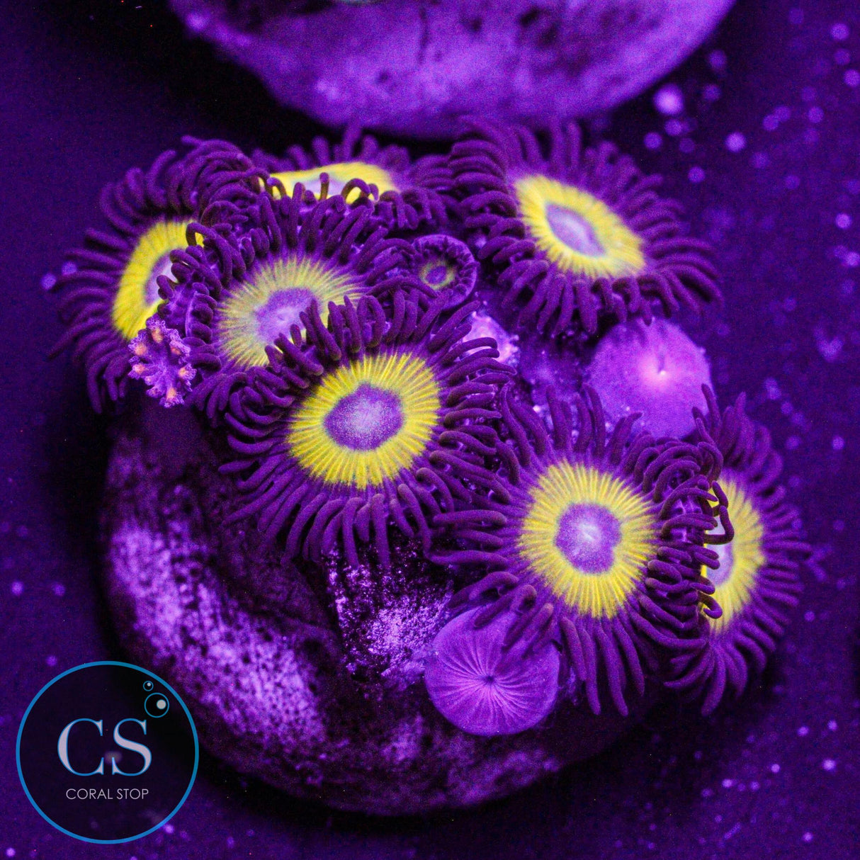 Belladonna Zoa