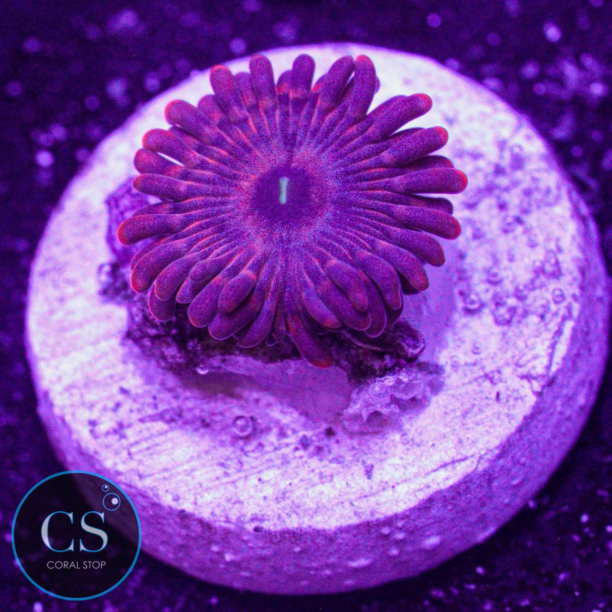 ARC Playdoh Zoa