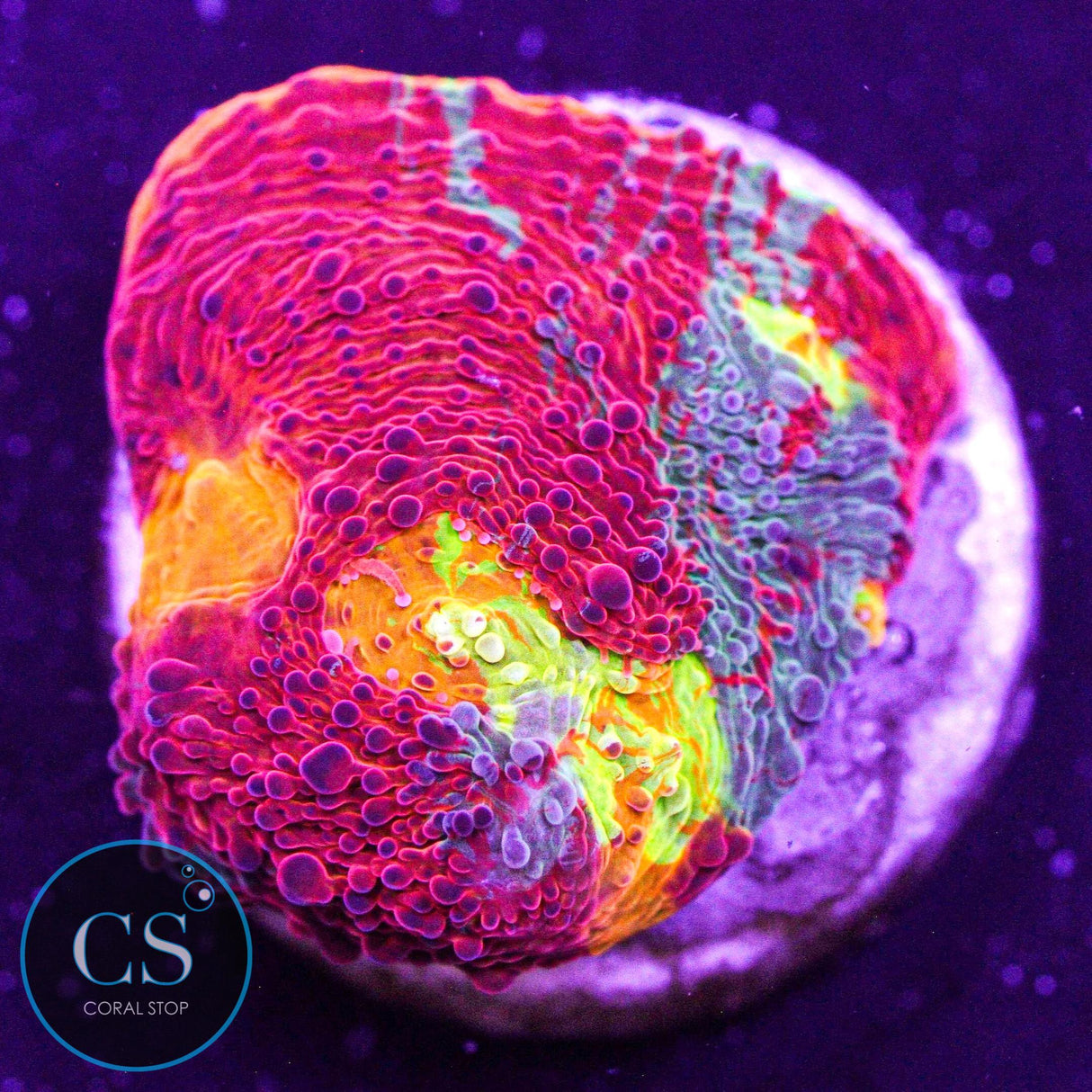 Dynamite Rainbow Chalice