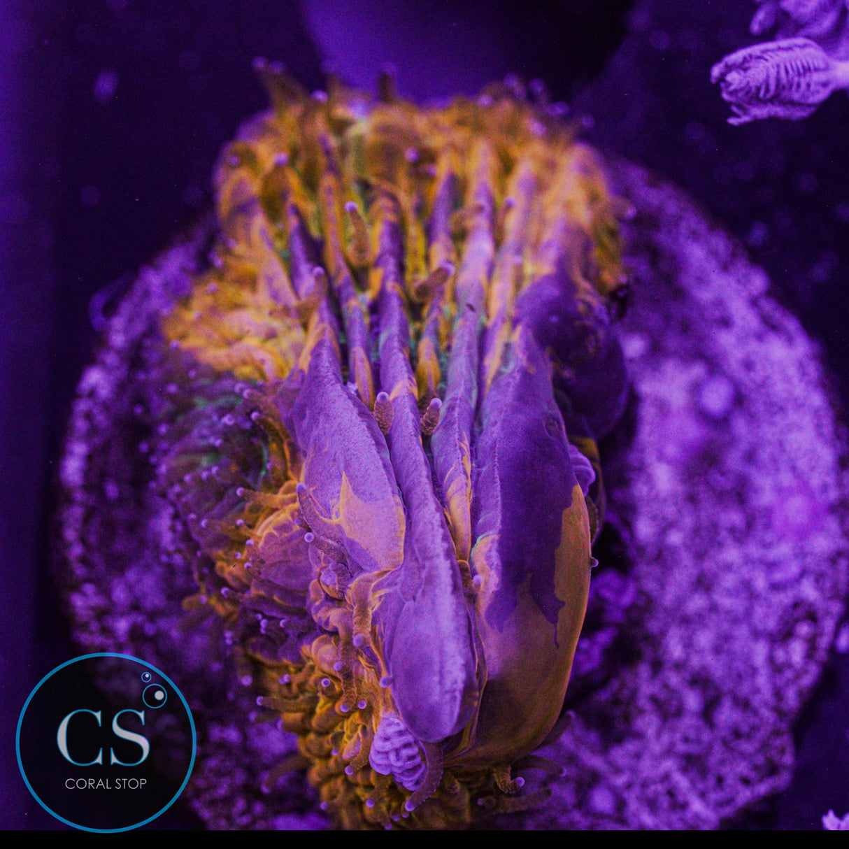 Purple Monster Plate
