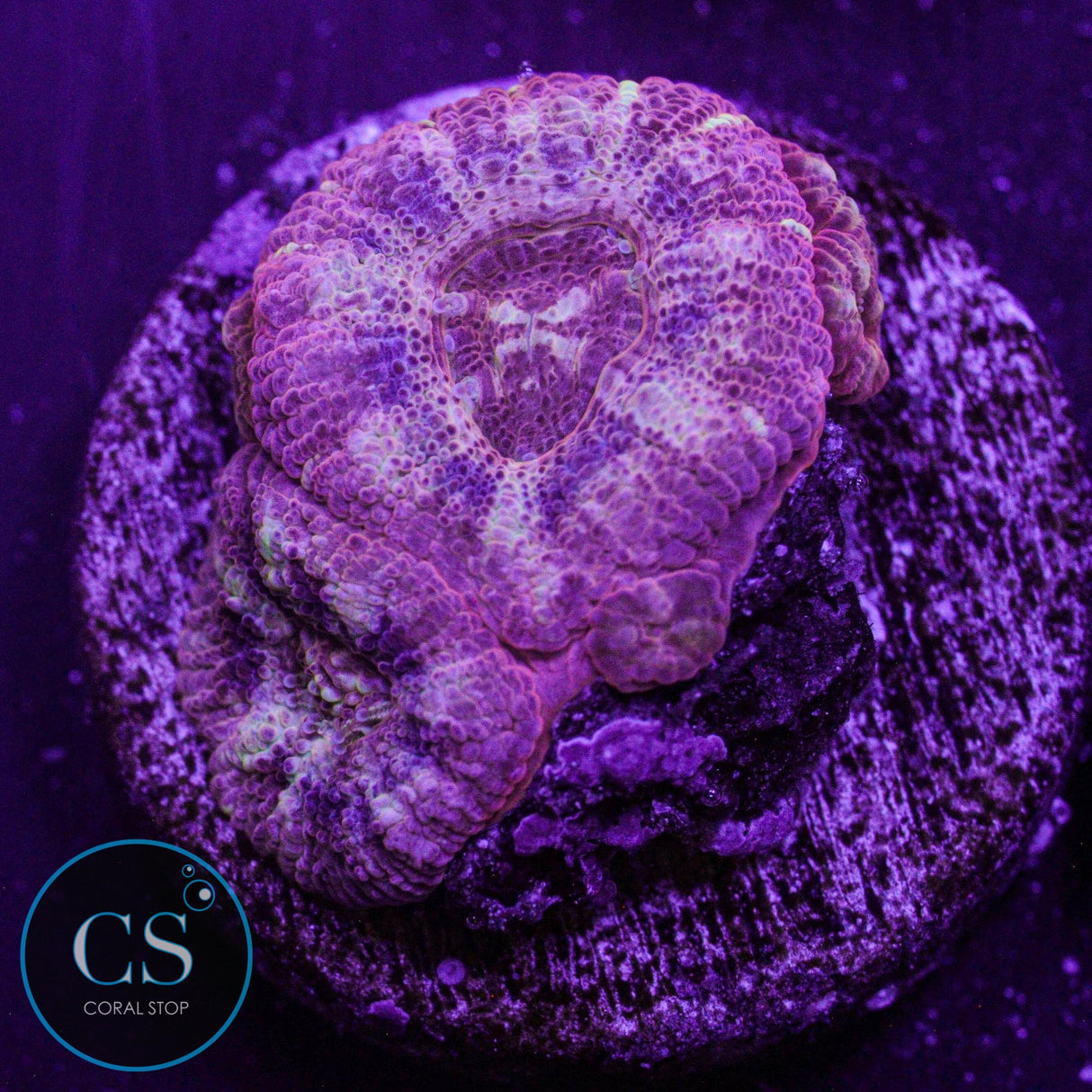 Mysterio Asian Acan