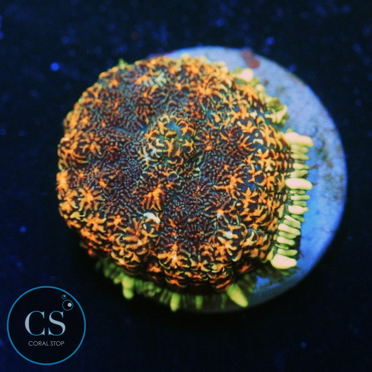 CS NEW RELEASE MIDNIGHT EMBERS MUSHROOM
