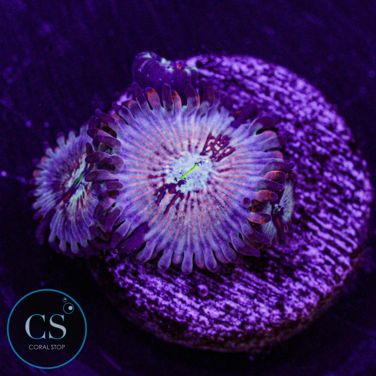 CB White Zombies Zoa