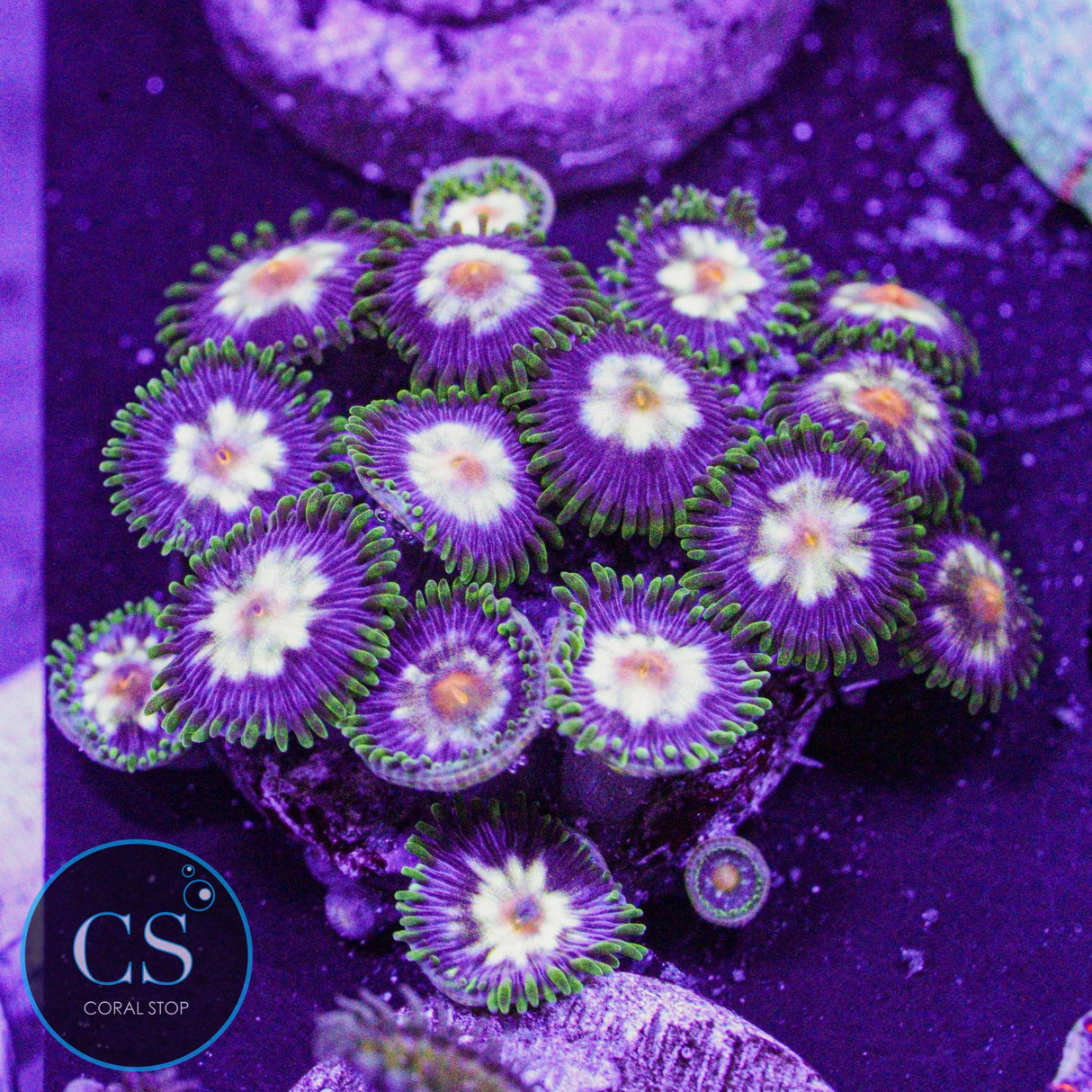 JF Stargazer Zoa