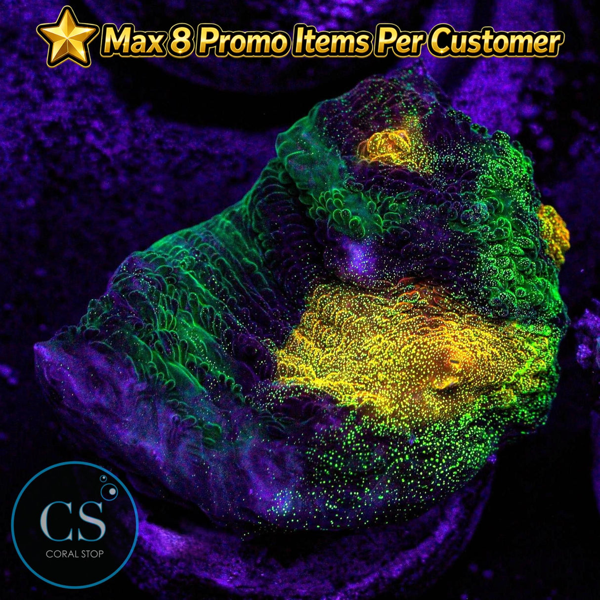 JF Raja Rampage Chalice