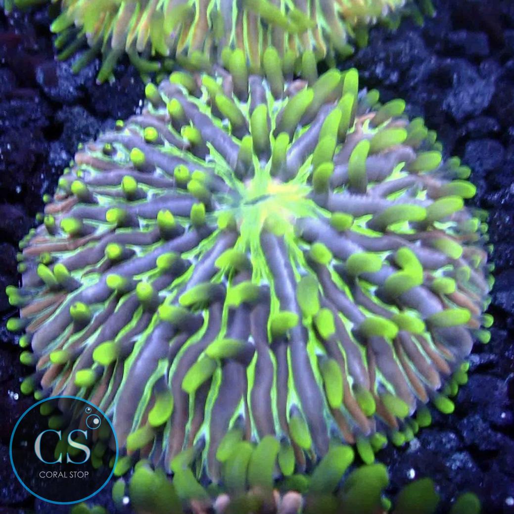 RAINBOW FUNGIA PLATE CORAL